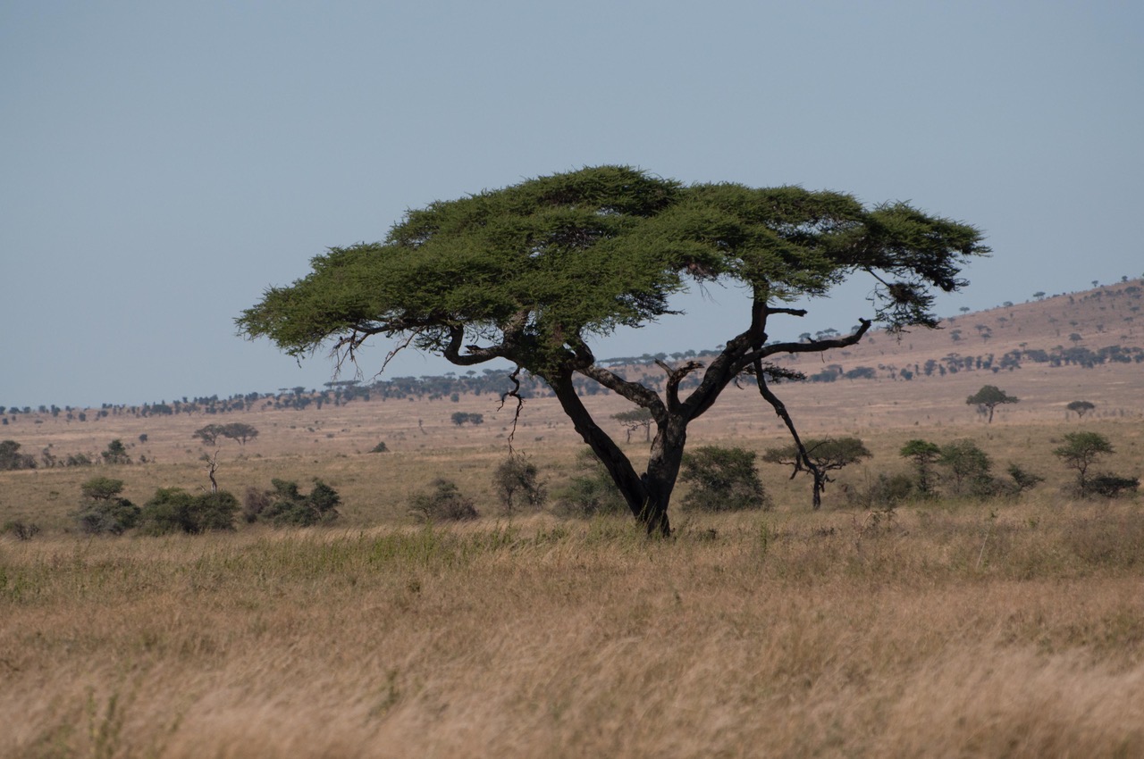 Our African Big Five
