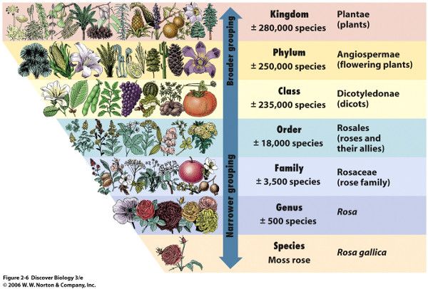 Taxonomy: Why It Matters